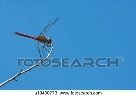 Stock Image - Red dragonfly against a clear blue sky.. Fotosearch