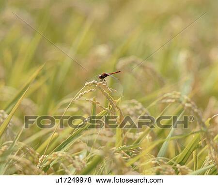 Stock Photo - Red dragonfly in a rice field. Fotosearch