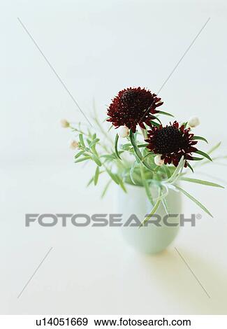 Red flowers in white vase View Large Photo Image Stock Photo - Red flowers in white vase. Fotosearch