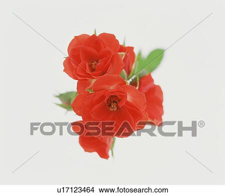Red Flowers View Large Photo Image Picture - Red Flowers. Fotosearch