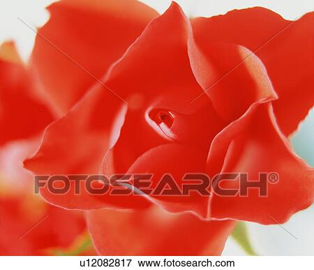 Stock Photo - Red Flowers. Fotosearch