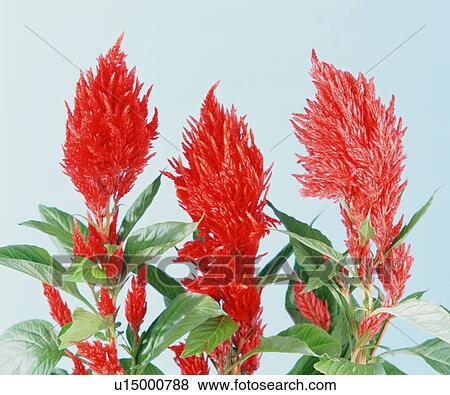 Red Flowers View Large Photo Image Stock Photo - Red Flowers. Fotosearch