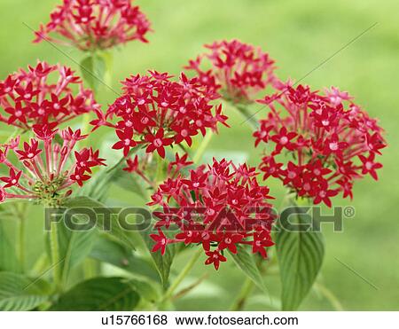 Red flowers View Large Photo Image Stock Photo - Red flowers. Fotosearch