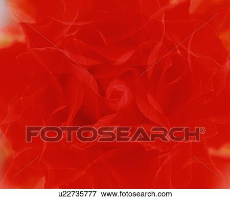 Stock Photo - Red Flowers. Fotosearch