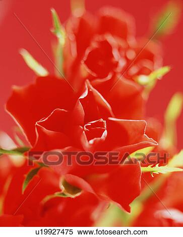 Stock Photography - Red Flowers. Fotosearch