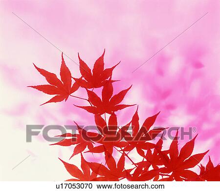 Stock Image - Red maple leaves. Fotosearch