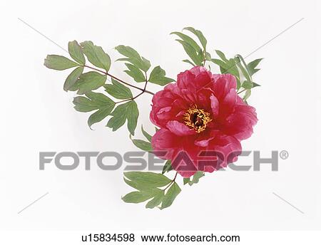 Red peonies View Large Photo Image Stock Photo - Red peonies. Fotosearch