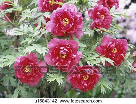 Stock Image - Red peonies, Tochigi Prefecture, Japan. Fotosearch