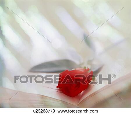 Stock Photo - Red rose in an open book. Fotosearch