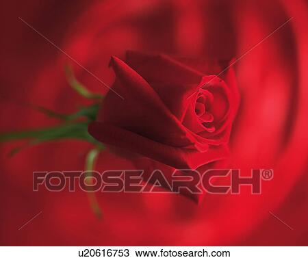 Red rose View Large Photo Image Stock Image - Red rose. Fotosearch