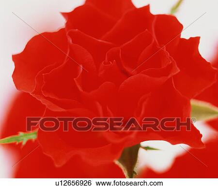 Red Rose View Large Photo Image Stock Photograph - Red Rose. Fotosearch
