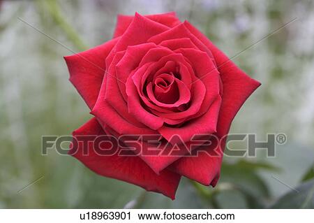 Red rose. Tochigi Prefecture, Japan View Large Photo Image Stock Image - Red rose. Tochigi Prefecture, Japan. Fotosearch