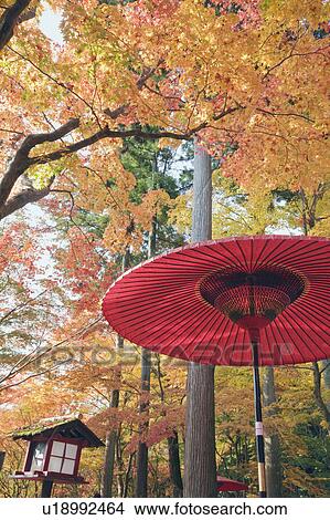 Picture - Red umbrella under autumn trees. Ukyo-ku, Kyoto, Japan. Fotosearch