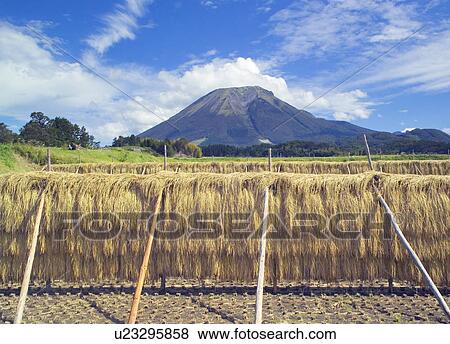 Rice hanging in field to dry, Daisen, Houki-machi, Tottori Prefecture, Japan View Large Photo Image Stock Photo - Rice hanging in field to dry, Daisen, Houki-machi, Tottori Prefecture, Japan. Fotosearch