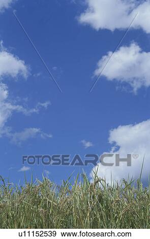 Rice paddy against cloudy sky. Mt Yatsugatake, Yamanashi Prefecture, Japan View Large Photo Image Stock Photo - Rice paddy against cloudy sky. Mt Yatsugatake, Yamanashi Prefecture, Japan. Fotosearch