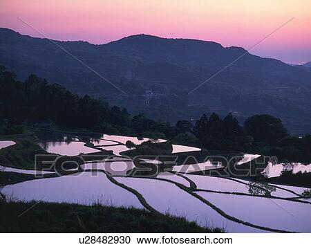 Stock Image - Rice paddy fields, Nagato, Yamaguchi Prefecture, Japan. Fotosearch