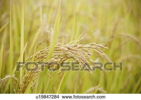 Rice plants View Large Photo Image Picture - Rice plants. Fotosearch