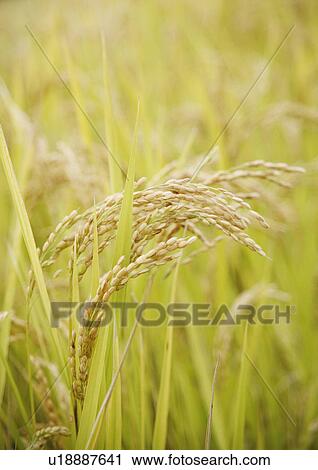 Stock Image - Rice plants. Fotosearch