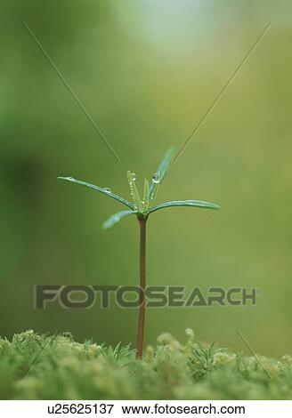 Stock Photo - Rice sprout. Fotosearch