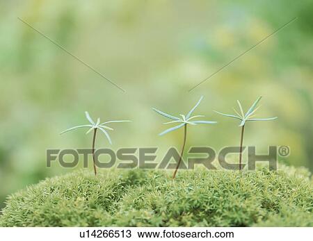 Stock Image - Rice sprouts, Tochigi Prefecture, Japan. Fotosearch