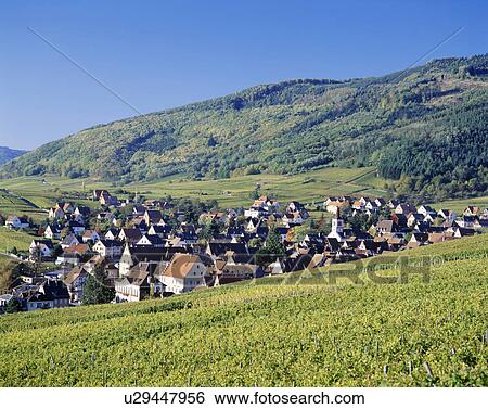 Stock Photograph - Riequewihr village and vineyard, Alscace, France. Fotosearch