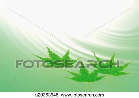 Stock Photograph - Rippled water surface and green maple leaves. Fotosearch