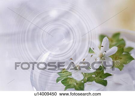 Stock Image - Ripples over white flowers. Fotosearch