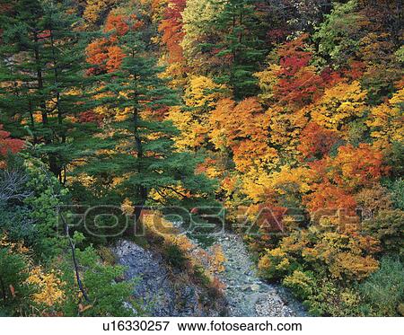 River and forest in autumn, Akita Prefecture, Honshu, Japan View Large Photo Image Stock Photo - River and forest in autumn, Akita Prefecture, Honshu, Japan. Fotosearch