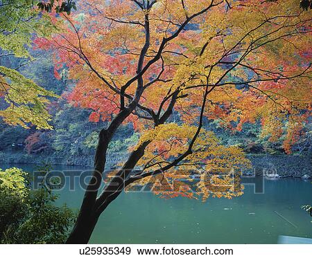 River Oi in autumn. Arashiyama, Kyoto Prefecture, Japan View Large Photo Image Stock Photo - River Oi in autumn. Arashiyama, Kyoto Prefecture, Japan. Fotosearch