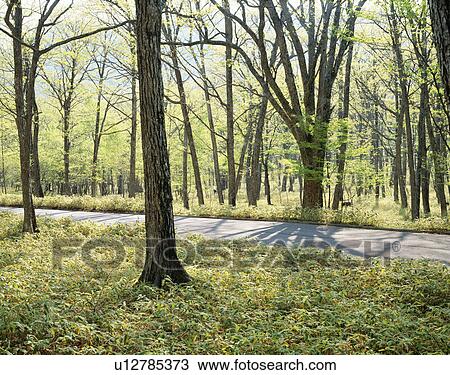 Stock Image - Road through a forest. Nikko, Tochigi Prefecture, Japan. Fotosearch