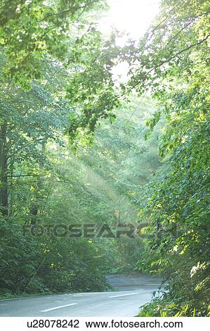 Stock Image - Road through a forest, Towada, Aomori Prefecture, Japan. Fotosearch