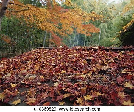 Stock Photo - Roof with fallen autumn leaves. Jikishi-an, Kyoto, Japan. Fotosearch