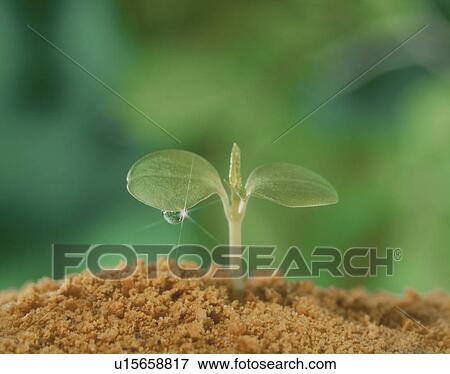 Stock Photo - Rose balsam cotyledon with waterdrop. Tochigi Prefecture, Japan. Fotosearch