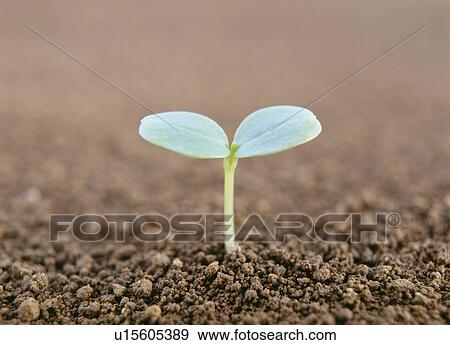 Stock Photo - Rose balsam sprout. Fotosearch