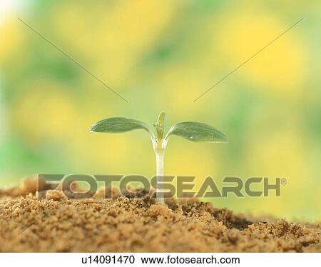 Stock Image - Rose balsam sprout, Tochigi Prefecture, Japan. Fotosearch