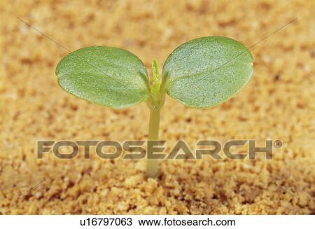 Rose balsam sprout, Tochigi Prefecture, Japan View Large Photo Image Stock Image - Rose balsam sprout, Tochigi Prefecture, Japan. Fotosearch