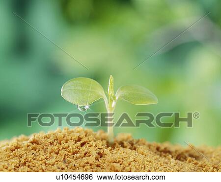 Rose balsam sprout, Tochigi Prefecture, Japan View Large Photo Image Stock Photograph - Rose balsam sprout, Tochigi Prefecture, Japan. Fotosearch