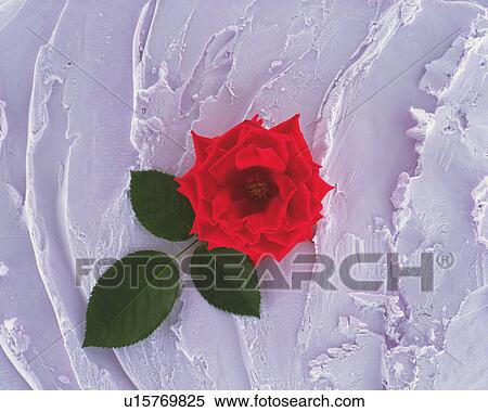 Stock Photography - Rose on textured wall. Fotosearch