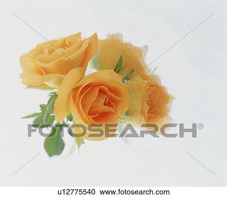 Rose View Large Photo Image Stock Image - Rose. Fotosearch