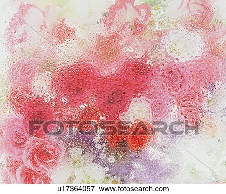 Rose View Large Photo Image Stock Photo - Rose. Fotosearch