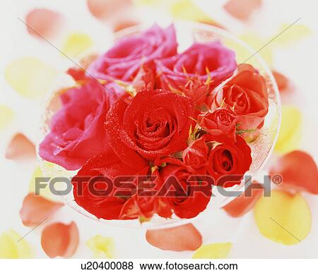 Stock Photo - Rose. Fotosearch