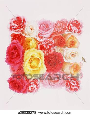 Stock Photo - Rose. Fotosearch