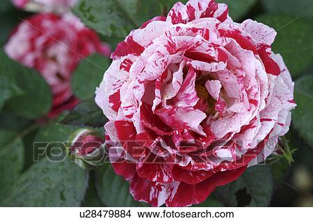 Picture - Rose. Tochigi Prefecture, Japan. Fotosearch