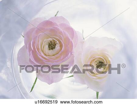 Stock Photo - Roses in a bowl of water. Fotosearch
