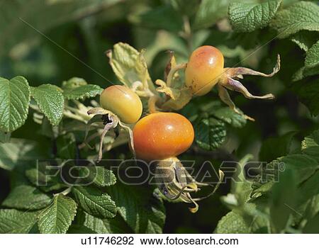 Stock Image - Rugosa rose fruit, Suttsu-machi, Hokkaido, Japan. Fotosearch