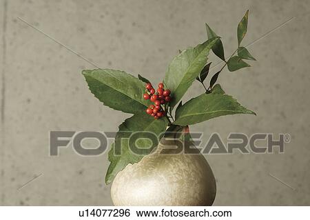 Sacandra glabra in a vase View Large Photo Image Stock Photograph - Sacandra glabra in a vase. Fotosearch