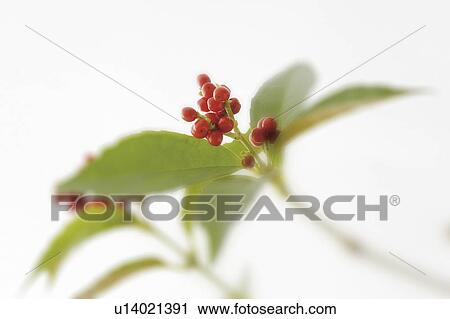 Sacandra glabra View Large Photo Image Stock Image - Sacandra glabra. Fotosearch
