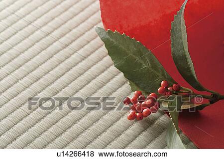 Sacandra glabra View Large Photo Image Stock Photo - Sacandra glabra. Fotosearch