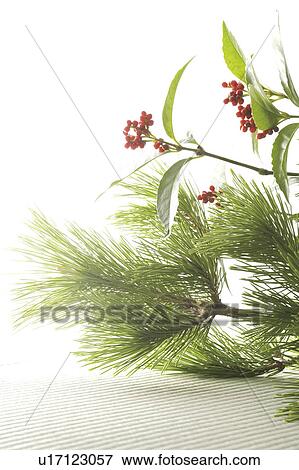 Stock Photo - Sacrandra glabra and pine branch. Fotosearch