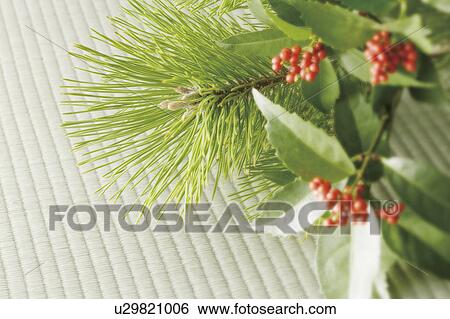 Sacrandra glabra and pine branch View Large Photo Image Stock Photograph - Sacrandra glabra and pine branch. Fotosearch